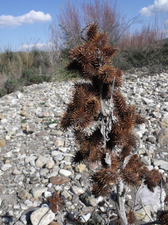 Xanthium italicum
